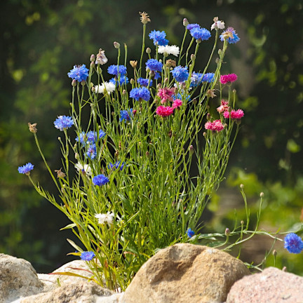 R2068 BABER FLOWER MIX Semena, jedlé květy COLOURFUL MISSILE