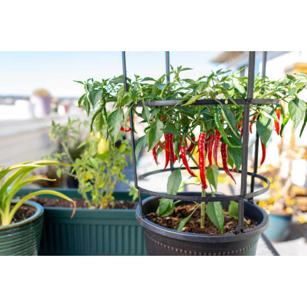 W1137 DE CAYENNE PÁLIVÁ CHILLI SEMÍNKA PÁLIVÁ 0,5G