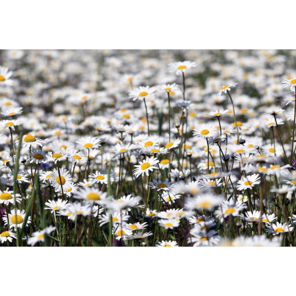 Z3030 HEŘMÁNEK PRAVÝ SEMENO LÉČIVÁ PERLINA MATRICARIA CHAMOMILLA 0,5G