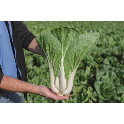 W3779 ČÍNSKÉ ZELÍ PAK CHOI 1G SEMENA ČÍNSKÉHO ZELÍ TORAF