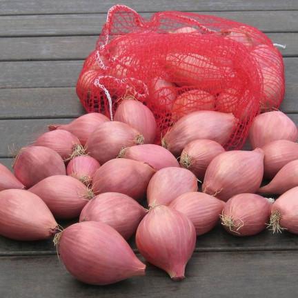 Šalotka (Conservor F1), Allium cepa L., cibulová semena, 20 ks.