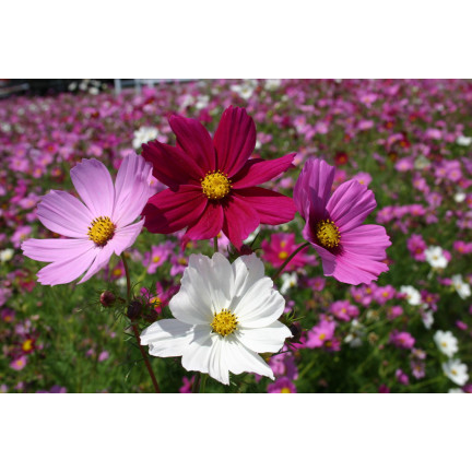 R3136 MAYFLY COSMOS MIX BAREV SEMÍNKA KVĚTŮ MAYFLY 1G NA ZAHRADNÍ ZÁHONY