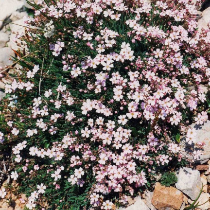 R4591 RAFINOVANÁ RŮŽOVÁ GYPSOPHILA 1G KVĚT SEMENE ROČNÍK