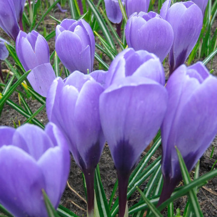 Krokus aqua, cibulky květin, cibulky krokusů, velikost 6/7, 50 ks.