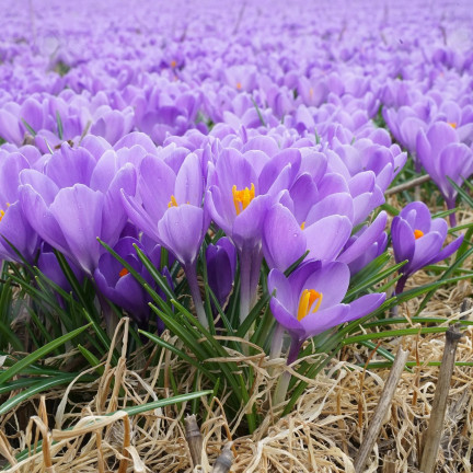 Krokus aqua, cibulky květin, cibulky krokusů, velikost 6/7, 50 ks.