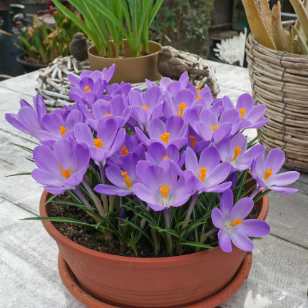Krokus aqua, cibulky květin, cibulky krokusů, velikost 6/7, 50 ks.