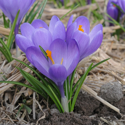 Krokus aqua, cibulky květin, cibulky krokusů, velikost 6/7, 50 ks.