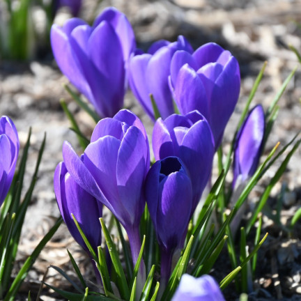 Krokus aqua, cibulky květin, cibulky krokusů, velikost 6/7, 50 ks.