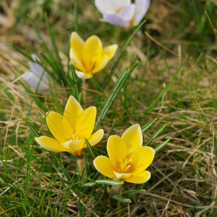 Krokus Romance Chrysanthus, cibulky květin, cibulky krokusů, velikost 5/7, 50 ks.