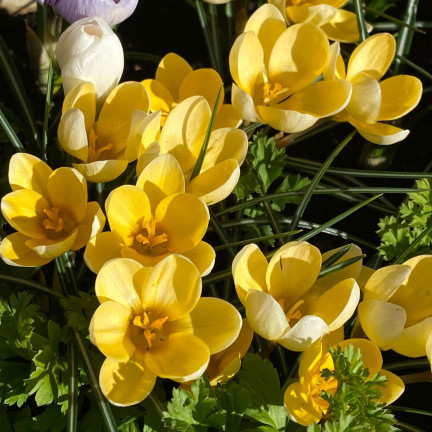 Krokus Romance Chrysanthus, cibulky květin, cibulky krokusů, velikost 5/7, 50 ks.