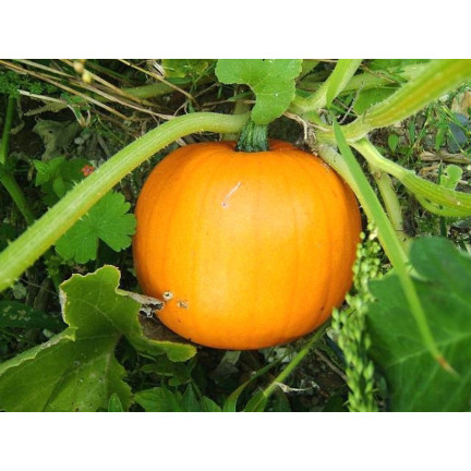 W1038 DÝNĚ GOLIAS CUCURBITA MAXIMA SEMENA PLODY DÝNĚ DO 30KG 4G