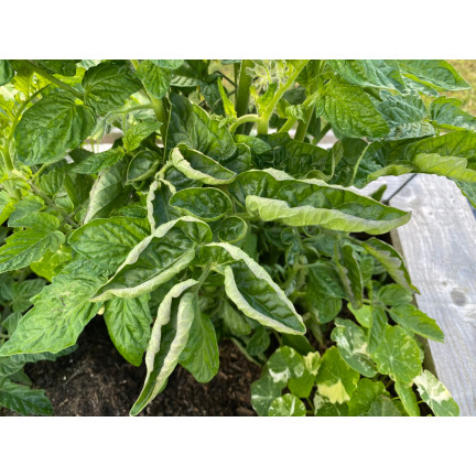 SUM39 sumin help plant cu 20 ml, postřik proti nedostatku mědi u rostlin, doplňuje nedostatek mědi