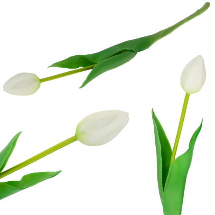 CV07588-1 jednoduchý tulipán, pogumovaný, bílý, jako živá květina