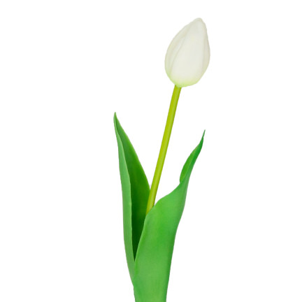 CV07588-1 jednoduchý tulipán, pogumovaný, bílý, jako živá květina