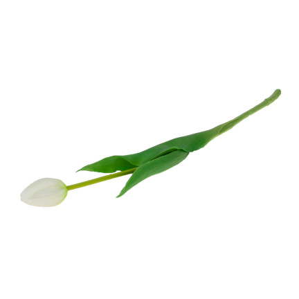 CV07588-1 jednoduchý tulipán, pogumovaný, bílý, jako živá květina