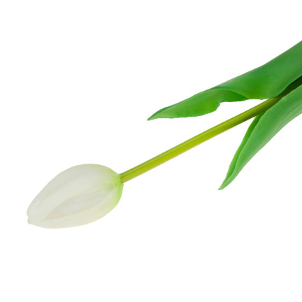 CV07588-1 jednoduchý tulipán, pogumovaný, bílý, jako živá květina