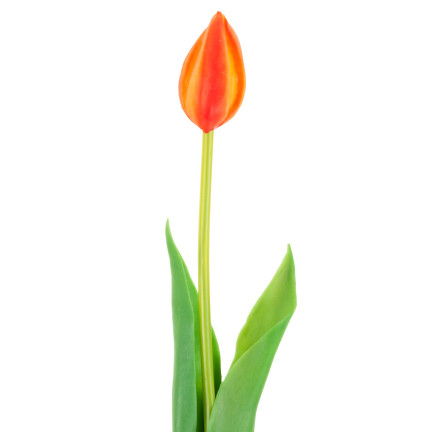 CV07588-8 gumový tulipán, jednotlivý, oranžový, jako živá květina