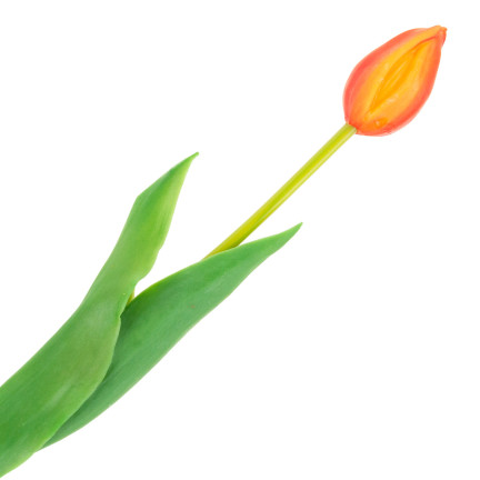 CV07588-8 gumový tulipán, jednotlivý, oranžový, jako živá květina