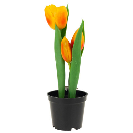 CV10553-4 tulipán, gumové tulipány, květiny jako živé, prémiové, v květináči, oranžové