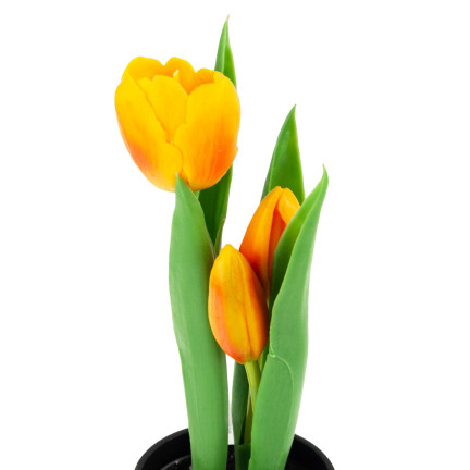 CV10553-4 tulipán, gumové tulipány, květiny jako živé, prémiové, v květináči, oranžové