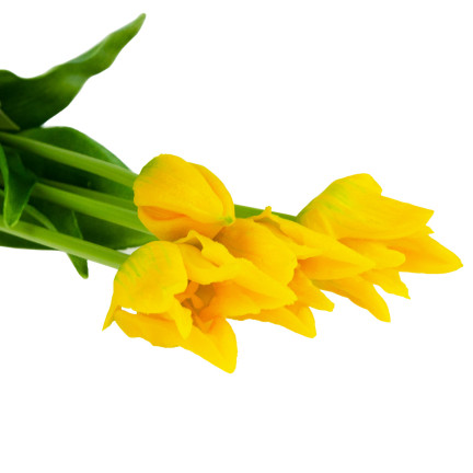 CV17691-3 tulipány, tulipánová kytice, papouščí tulipány, pogumované, 5 ks, jako živé