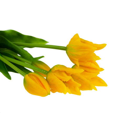 CV17691-3 tulipány, tulipánová kytice, papouščí tulipány, pogumované, 5 ks, jako živé