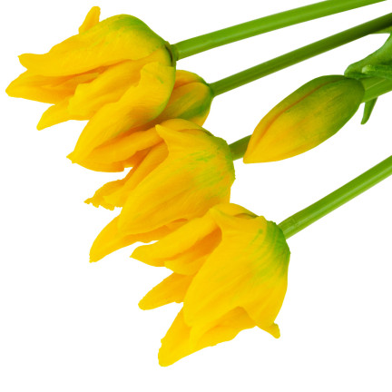 CV17691-3 tulipány, tulipánová kytice, papouščí tulipány, pogumované, 5 ks, jako živé