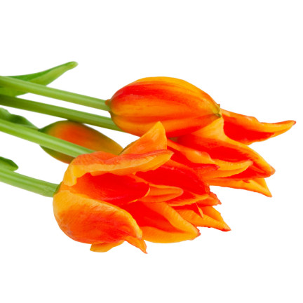 CV17691-4 tulipány papouščí tulipán kytice gumové jako živé oranžové