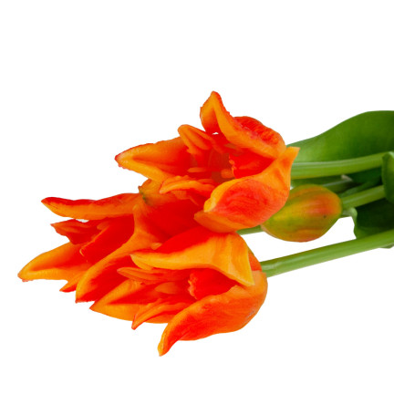 CV17691-4 tulipány papouščí tulipán kytice gumové jako živé oranžové