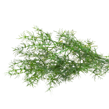 Dekorativní větvička asparagus, umělé květiny, doplněk do kytic, 80 cm