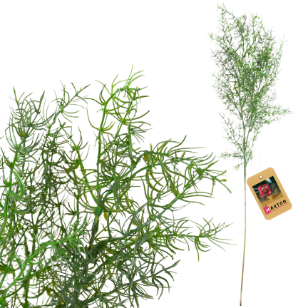 Dekorativní větvička asparagus, umělé květiny, doplněk do kytic, 80 cm