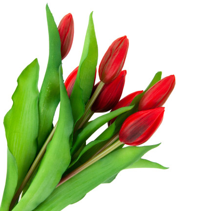 CV18674-11 tulipány, kytice tulipánů, pogumované, gumové, jako živé, silikonové, červené