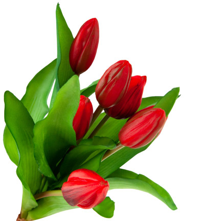 CV18674-11 tulipány, kytice tulipánů, pogumované, gumové, jako živé, silikonové, červené