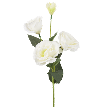 CV21840-1 eustoma, větvička se 4 květenstvími, bílá, jemná, divoká růže