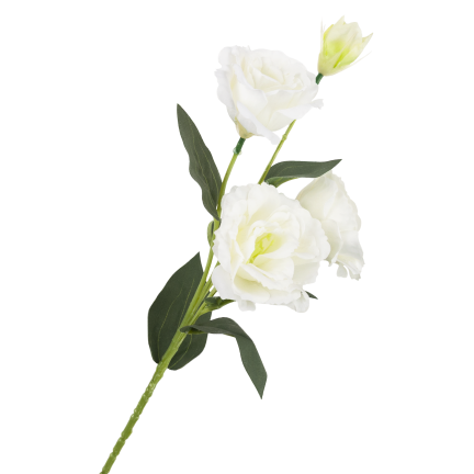 CV21840-1 eustoma, větvička se 4 květenstvími, bílá, jemná, divoká růže