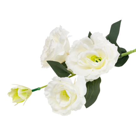 CV21840-1 eustoma, větvička se 4 květenstvími, bílá, jemná, divoká růže