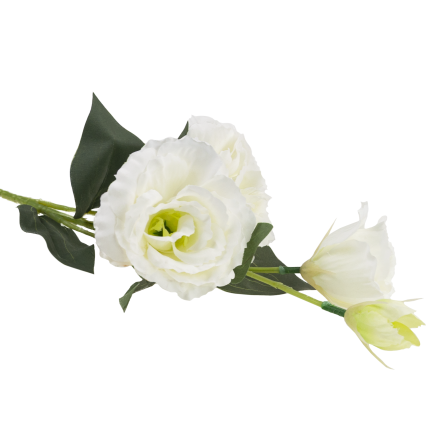 CV21840-1 eustoma, větvička se 4 květenstvími, bílá, jemná, divoká růže