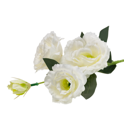 CV21840-1 eustoma, větvička se 4 květenstvími, bílá, jemná, divoká růže