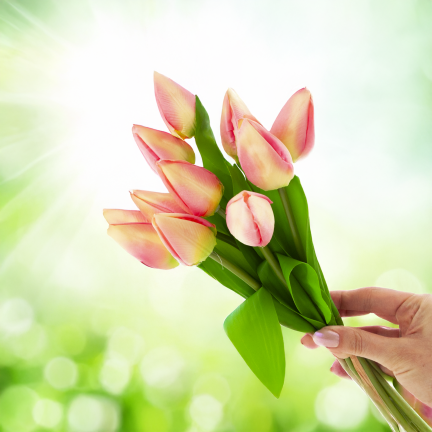 CV27025-2 kytice tulipánů, 12 rozkvetlých růžových květů