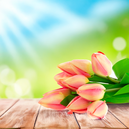 CV27025-2 kytice tulipánů, 12 rozkvetlých růžových květů