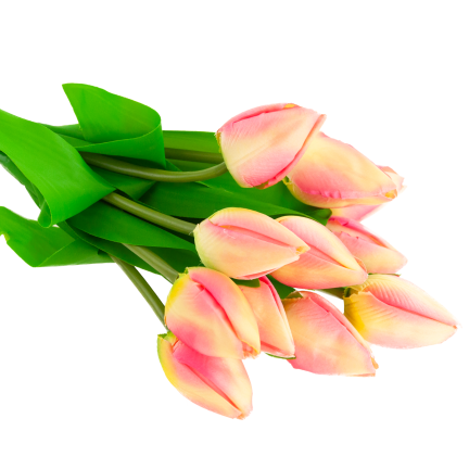 CV27025-2 kytice tulipánů, 12 rozkvetlých růžových květů