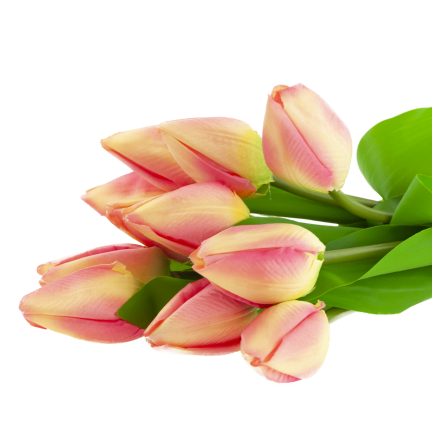 CV27025-2 kytice tulipánů, 12 rozkvetlých růžových květů
