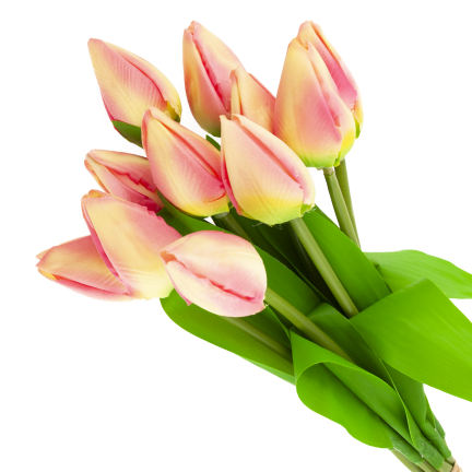 CV27025-2 kytice tulipánů, 12 rozkvetlých růžových květů
