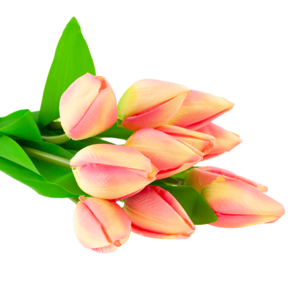 CV27025-2 kytice tulipánů, 12 rozkvetlých růžových květů