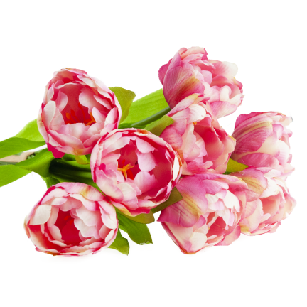 CV31227-4 kytice tulipánů X7, tmavě růžové, s pogumovanými stonky, hustá jarní kytice