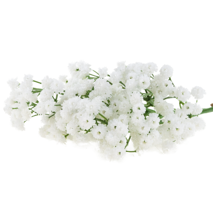 CV32934-1 gypsophila, kytice X5, ozdobná větvička s kvítky do vázy či aranžmá