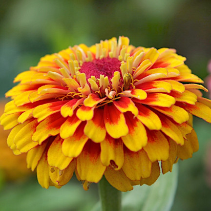 R2069 PERSKÁ CYNIE SEMÍNKA SMĚS BAREVNÉ KVĚTINY pro řezané květiny