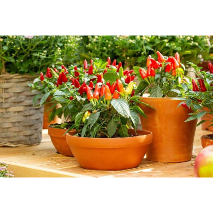 R2199 ORNAMENTAL PAPER MIX JEDNOROČNÍ RŮZNÉ BARVY BALCONY Capsicum annuum L.