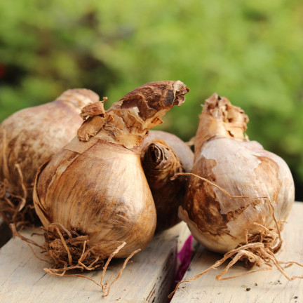 CEB8 narcis, cibulky narcisů, žonkil, botanická cibulka, směs barev, 50 ks