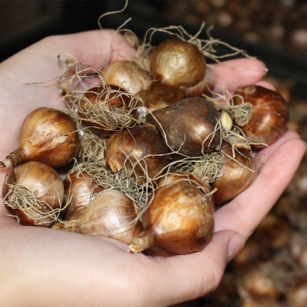 Polský botanický narcis (canaliculatus), cibulky, 50 ks cibulek